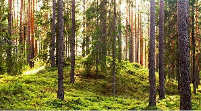 Hiking along Tallinn green infrastructure.